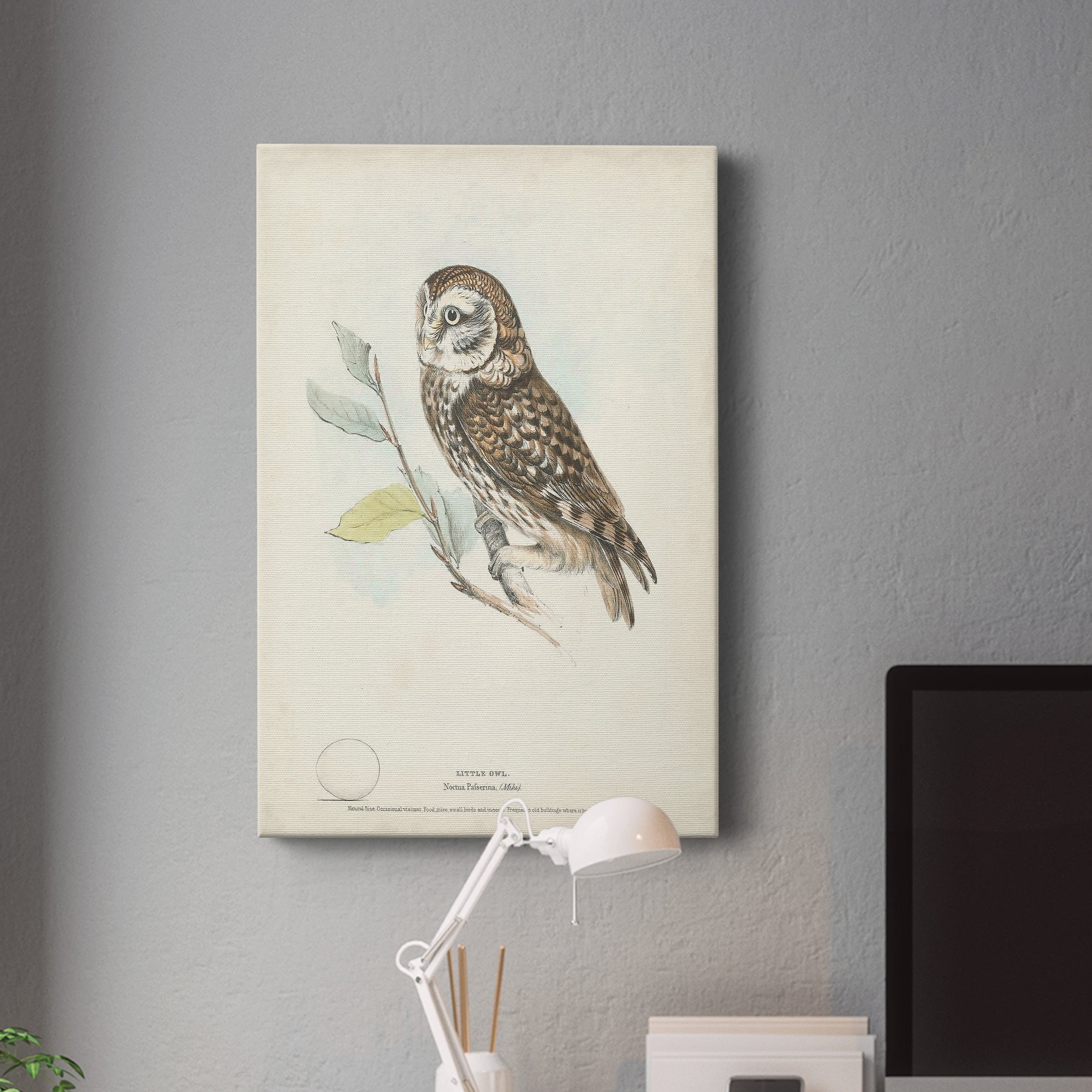 Little Owl Premium Gallery Wrapped Canvas - Ready to Hang