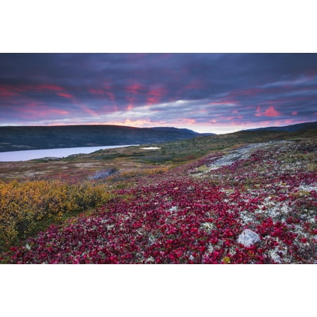 Colors Denali National Park Sunset over fall colors at Wonder Lake Denali National Park & Preserve Alaska Stretched Canvas - Carl Johnson Design Pics (19 x 12) ()