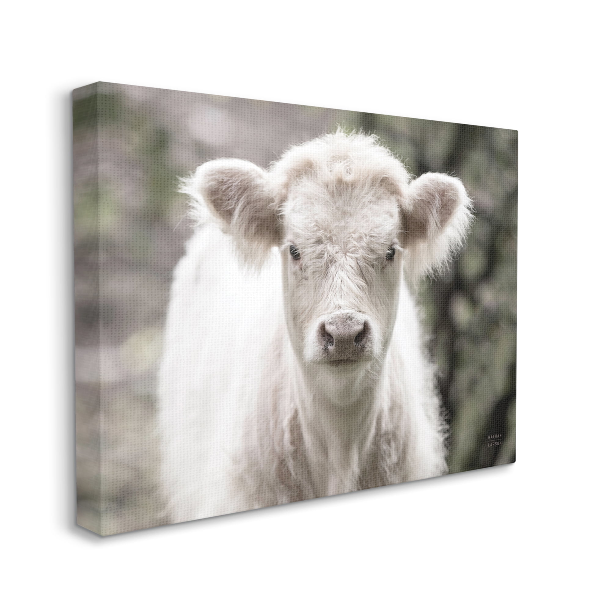 Stupell Industries White Cow Calf Portrait Animals & Insects Photography Gallery Wrapped Canvas Print Wall Art, 30 x 24