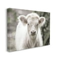 thumbnail image 3 of Stupell Industries White Cow Calf Portrait Animals & Insects Photography Gallery Wrapped Canvas Print Wall Art, 48 x 36, 3 of 7