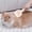 Pink, variant on Pet Grooming Brush Self Cleaning Slicker Brush, Stainless Steel Needle Comb for Dogs and Cats, One Click Hair Removal Deshedding Tool, Detangling Grooming Brush for Long and Short Hair Pets