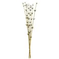 thumbnail image 1 of Vickerman H2STR100 36-40 in. Basil Star Bamboo Reed Stems, 1 of 1