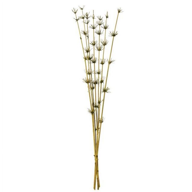 Vickerman H2STR100 36-40 in. Basil Star Bamboo Reed Stems