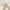 Wheat/Beige, variant on SAFAVIEH Amherst Thorburn Floral Area Rug, Dark Grey/Beige, 7' x 7' Square