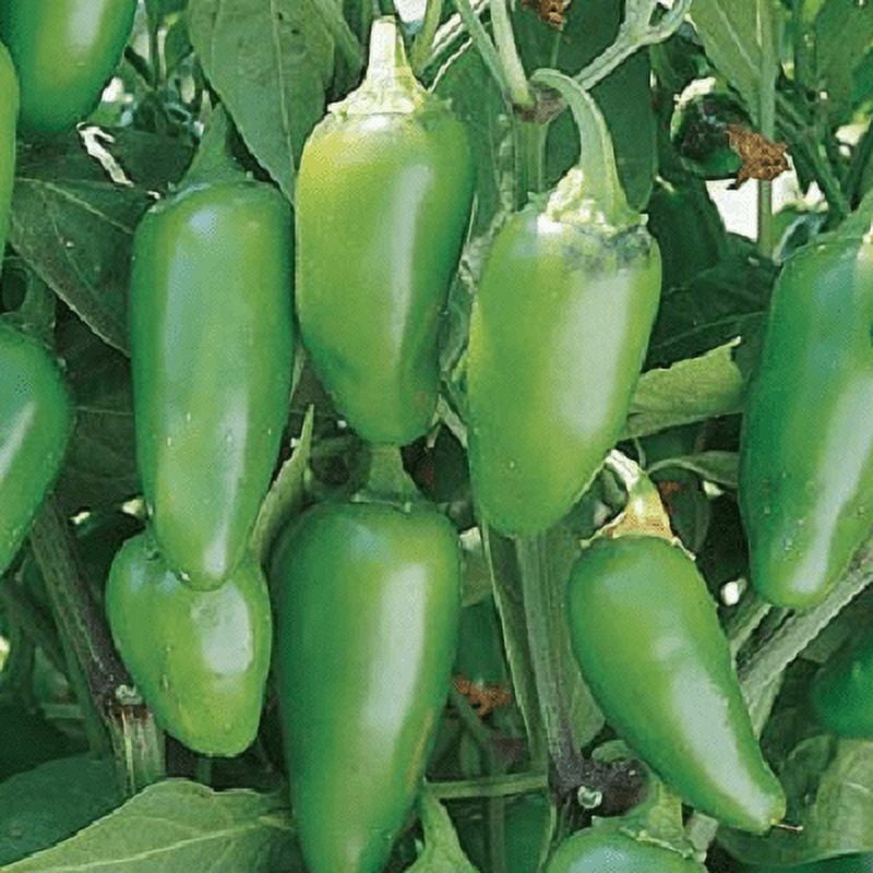 Mild Jalapeno M Pepper | Two Live Garden Plants | Non-GMO, Mild Heat -  Walmart.com