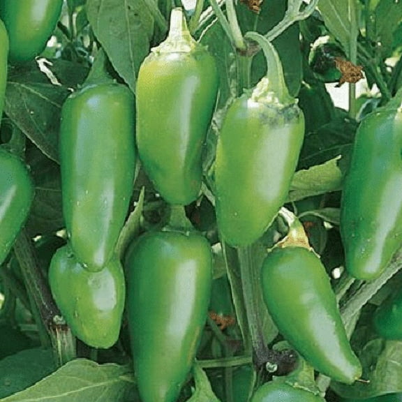 Clovers Garden 4-8" Jalapeno Peppers Live Plants in 4" Pots (2 Count)