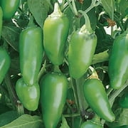 Clovers Garden 4-8" Jalapeno Peppers Live Plants in 4" Pots (2 Count)