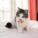 thumbnail image 5 of Collar ajustable para gato y perro de Halloween con elementos de Halloween y cascabel., 5 of 6