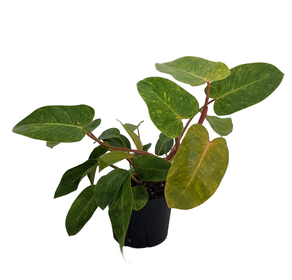 Rare Painted Lady Philodendron 6" Pot - Easy to Grow - Collector's