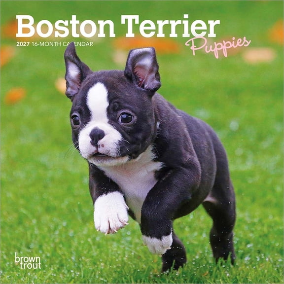 Boston Terrier Puppies | 2027 7x14" (Hanging) Mini Wall Calendar
