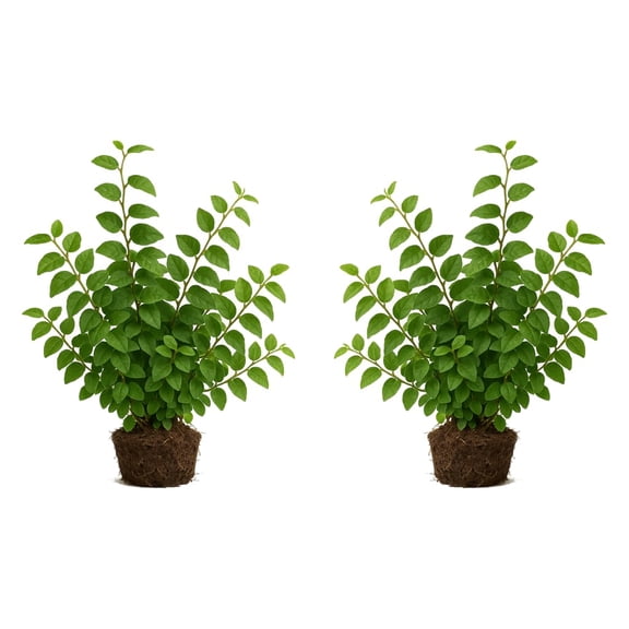 Creeping Fig Live Plants - 2 Starter Plants, 4-8 In, Partial Shade, USDA Zones 8-11