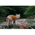 thumbnail image 2 of Cumming, Jim 24x17 White Modern Wood Framed Museum Art Print Titled - Red Fox in Algonquin Park, 2 of 4