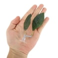 thumbnail image 2 of Cama única para peces Betta, cama de hoja para Betta, hamaca de plástico para Betta, almohadilla de hamaca para Betta con ventosa verde, 2 of 7