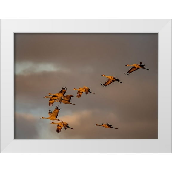 Sederquist, Betty 14x11 White Modern Wood Framed Museum Art Print Titled - Usa-California A flock of sandhill cranes flies at sunset-near Lodi-California