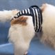 thumbnail image 4 of Pañales para Perros (Paquete de 3) Pantalones Lavables para Perros Femeninos Calor cómodo para Mascotas Femeninas, Perros, Cachorros-S, 4 of 5