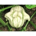 thumbnail image 5 of TomorrowSeeds - Crown of Thorns Ornamental Gourd Seeds - 60+ Count - For 2026 Planting Shenot Ten, 5 of 9