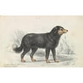 thumbnail image 2 of Charles Hamilton Smith 18x13 Gold Ornate Wood Frame and Double Matted Museum Art Print Titled - The Newfoundland Dog, Original Breed (1837), 2 of 4
