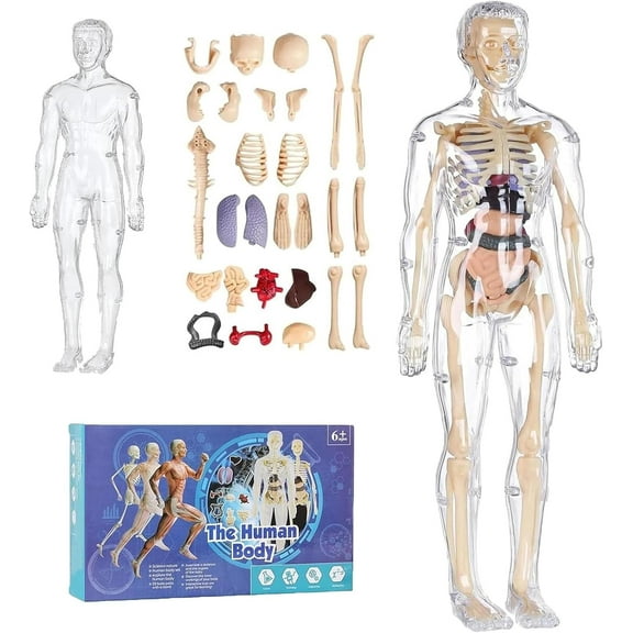 Learning Educational Toys - Human Skeleton Organ Models, 29-Pas 3D Anatomy Models Kit, Suitable for Kids 6 