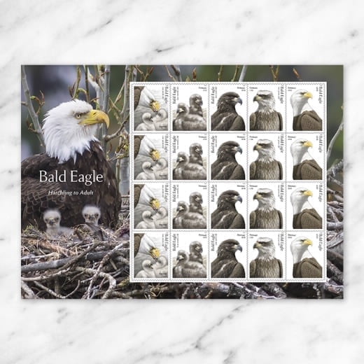 Bald Eagle: Hatchling to Adult USPS Forever Postage Stamp 1 Sheet of 20 Honor Our National Bird First-Class US Mail (20 Stamps)