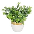 thumbnail image 3 of planta dec. suculenta blanca a, 3 of 5