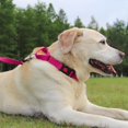 thumbnail image 3 of HAHDAXIA Martingale Collar for Dogs, Reflective Heavy Duty Dog Collar for Safety, Quick Release Buckle, Adjustable Nylon Collars for Small Dogs Walking Training, Hotpink,S, 3 of 7