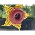 thumbnail image 5 of BubbleBlooms Huernia Zebrina Lifesaver, Confusa Phillips, Starfish Stapelia Plant- 4 Inch Pot, 5 of 9