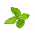 thumbnail image 6 of Holy Basil Tulsi Basil Plant Herbs Certified Organic 3.5 inch pots, 6 of 6
