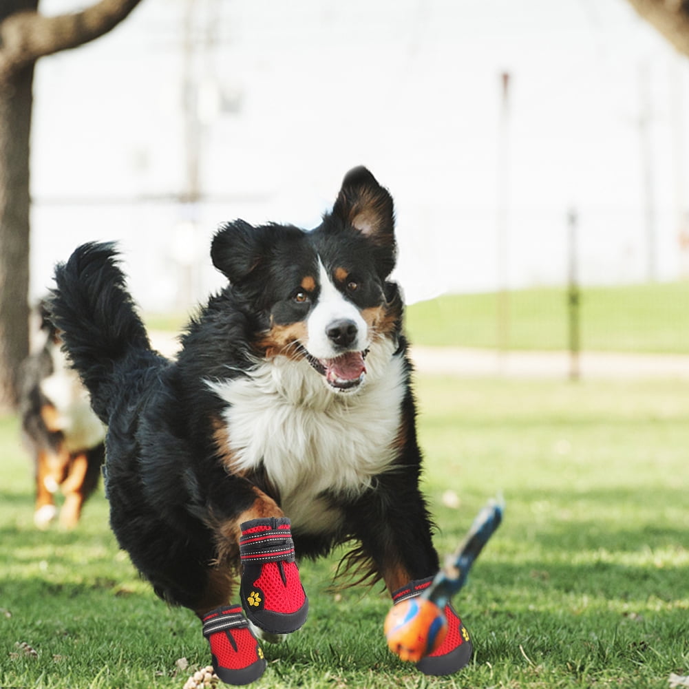 husky dog shoes