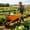 Black+Orange,Orange 17, variant on heavy duty wagon cart for firewood transport, garden dump cart with inflatable tires black 600 lbs capacity metal frame