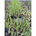 thumbnail image 3 of Daylily Nursery 4" Pink Pampas Grass Cortaderia (3 Count), 3 of 3