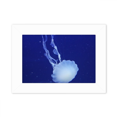thumbnail image 1 of Ocean Jellyfish Science Nature Picture Photo Mount Frame Picture Art Painting Desktop 5x7 inch, 1 of 3