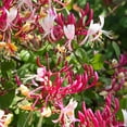 thumbnail image 2 of 2.5 Qt. Honeysuckle Lonicera Serontina Live Vine with Full Sunlight -1 Piece, 2 of 5