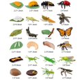 thumbnail image 2 of Odowalker Set de 24 Figuras del Ciclo de Vida de Insectos, 2 of 5