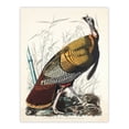 thumbnail image 3 of Artery8 John James Audubon Birds of America Wild Turkey Framed Wall Art Print Home Décor A4, 3 of 4