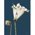 thumbnail image 2 of Koetsier, Albert 25x32 White Modern Wood Framed Museum Art Print Titled - Gloxinia TOP, 2 of 4