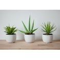 thumbnail image 6 of Nearly Natural Southwest Agave Plant Arrangement, Set of 3, 6 of 11