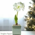 thumbnail image 6 of Easy to Grow Amaryllis Snow Drift Bulb Planted in a Wood Square Indoor Holiday, 6 of 8