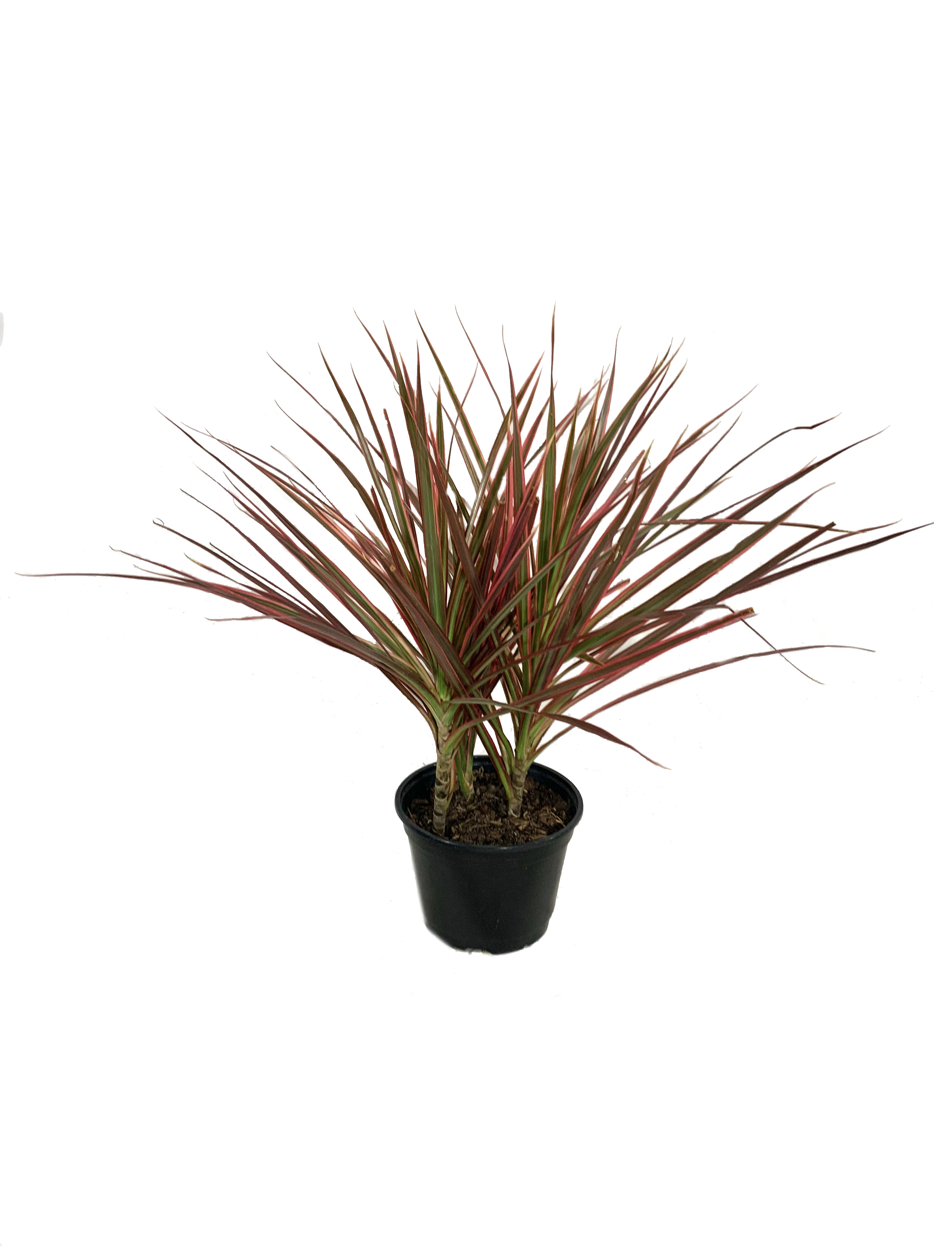 Dragon Tree Live Plant in a 6 Inch Pot Dracaena Marginata Colorama