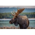 thumbnail image 2 of Romero Salamanca, Juan 18x13 White Modern Wood Framed Museum Art Print Titled - Moose, 2 of 4