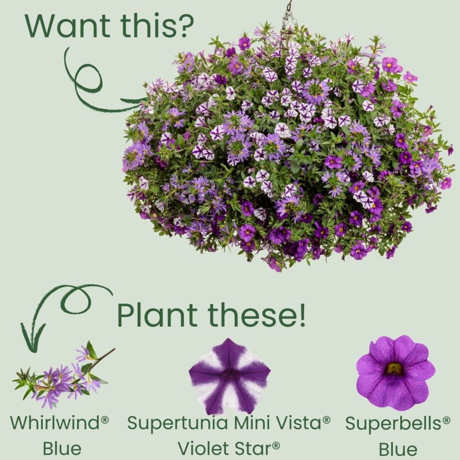 Proven Winners 4" Whirlwind Blue Fan Flower Live Plant in 4.25" Pot (4 Count)