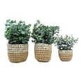 thumbnail image 2 of Set Of 3 Realistic Artificial Botanica Fern Eucalyptus Plant In Chic Woven Pots, 2 of 6