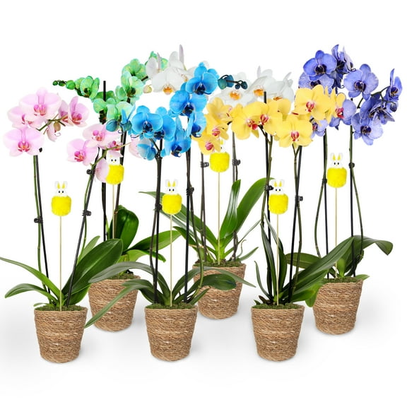 6pack Assortment of Watercolor Orchids in Seagrass Pot with Bunny Pick