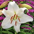 thumbnail image 2 of Casa Blanca Oriental Lily Flower Bulb Jumbo Pack - 10 Lilies Bulbs per Pack - Fragrant - Attracts Butterflies and Hummingbirds - Good as Cut Flowers - Grows Well In Containers - Perennializing, 2 of 5