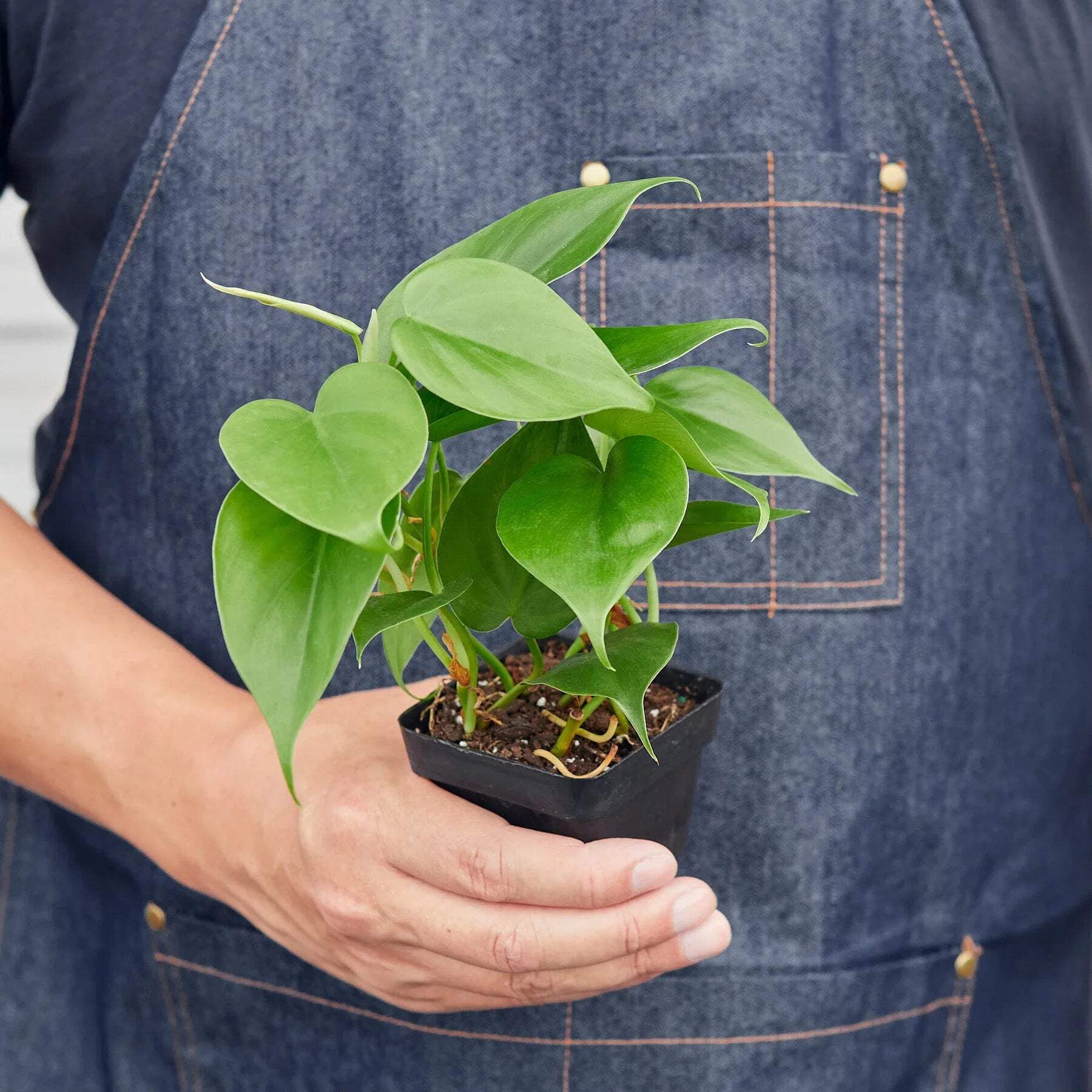 Philodendron Cordatum 'Heartleaf', 6" Pot, Indoor Houseplant, Easy Care, Live Plant for Indoor & Outdoor