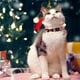 thumbnail image 4 of Christmas Cats Collar With Bells - 1 Pack Red Green Christmas Kittens Collar Christmas Collar For Kittens, 4 of 6