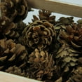 thumbnail image 2 of Northlight Assorted Pine Cones for Crafting or Display in Wooden Box, 2 of 2
