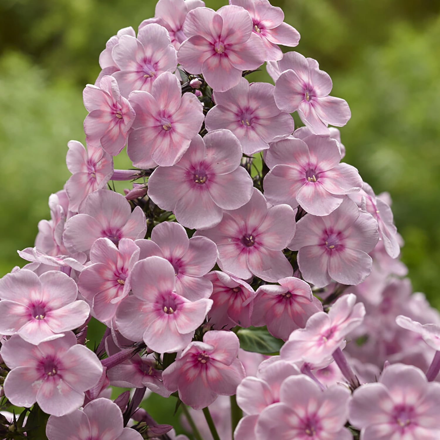 Van Zyverden Tall Phlox Rainbow Dancer Set of 3 Plant Roots Pink Partial Sun Pollinator 1 lb