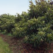 Brighter Blooms - Cold Hardy Avocado Tree, 4-5 ft. - No Shipping to AK, AZ, HI, OR