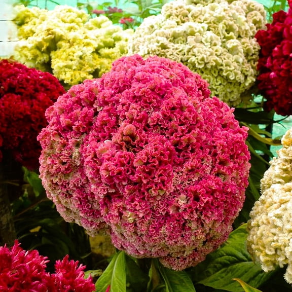 TomorrowSeeds - Tall Mix Crested Cockscomb Seeds - 1000 Count - For 2026 Planting Cristata Red Pink