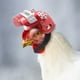 thumbnail image 1 of LADIGASU Productos para Mascotas Casco de Protección para Pollos Sombrero para Gallinas Sombrero para Pájaros Cubre Cabeza Ofertas Flash 1* Casco para Mascotas, 1 of 7